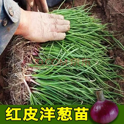 洋葱怎么培育种子(洋葱种子种植方法)