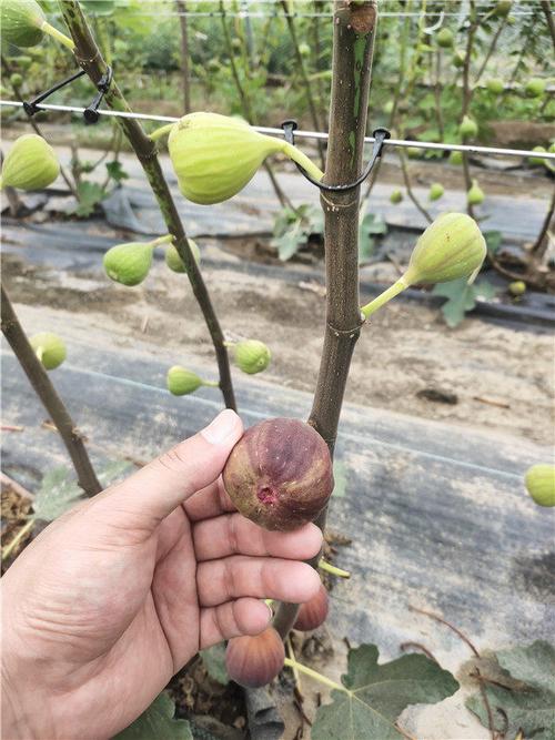 怎么分辨金傲芬无花果品种(金敖芬无花果怎样?)