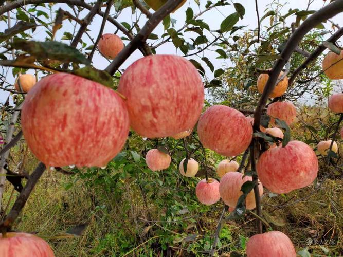 新西兰爱妃苹果品种介绍(新西兰爱妃苹果什么品种)