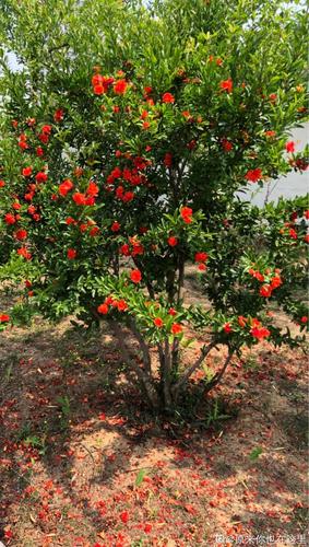 石榴树种植技术土壤(石榴树的种植方法,有种的都来看看!)