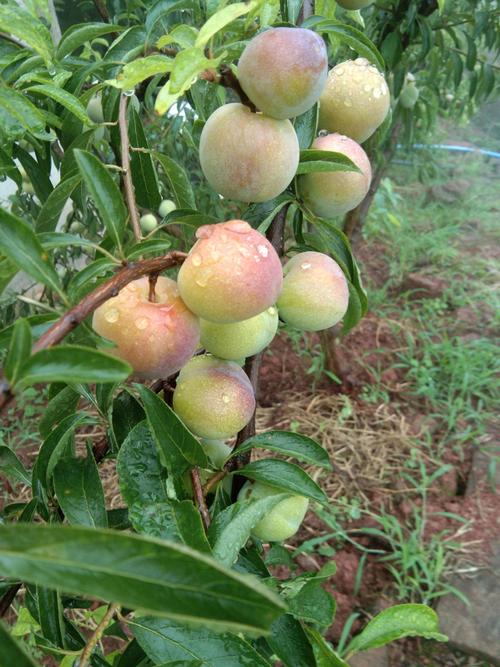 半边红李子种植技术(绥江半边红李子)