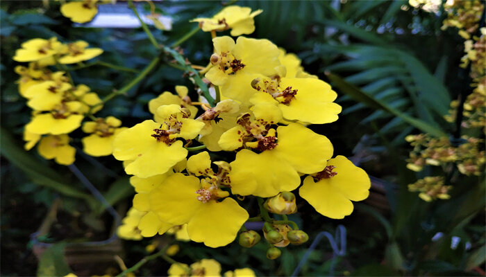 金黄素兰花在什么季节开花