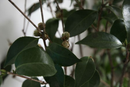 茶花花骨朵干枯但没掉是啥原因(茶花花骨朵干枯掉叶子怎么回事)