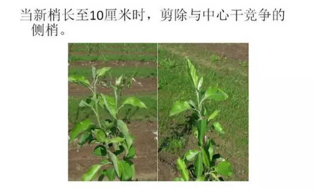 苹果树整形及修剪技术(苹果树修剪技术视频整形和修剪)