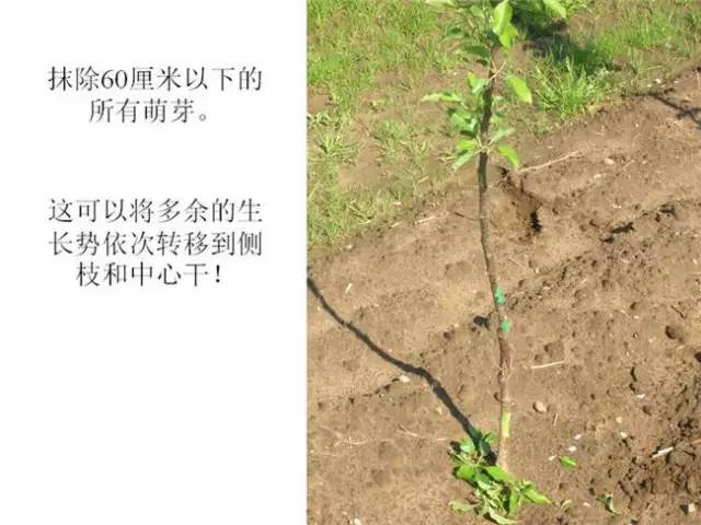 苹果树整形及修剪技术(苹果树修剪技术视频整形和修剪)