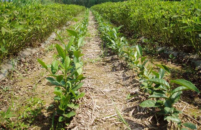 茶树育种品质鉴定办法(古茶树普查鉴定方案)