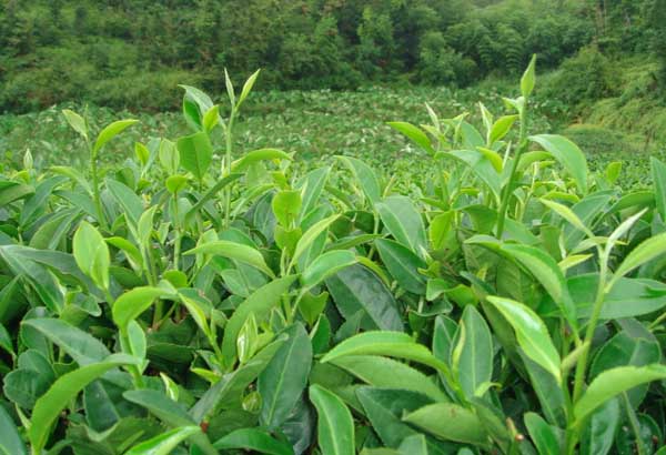 茶树育种品质鉴定办法(古茶树普查鉴定方案)