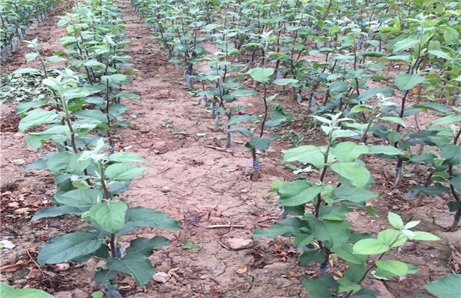 矮化苹果苗栽培管理(矮化苹果树的栽培与管理技术)