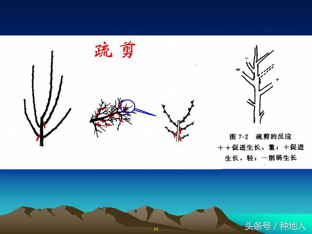 核桃整形修剪技术图解(树木整形修剪技术图解)