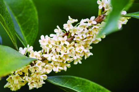 桂花的资料及介绍(桂花介绍资料)