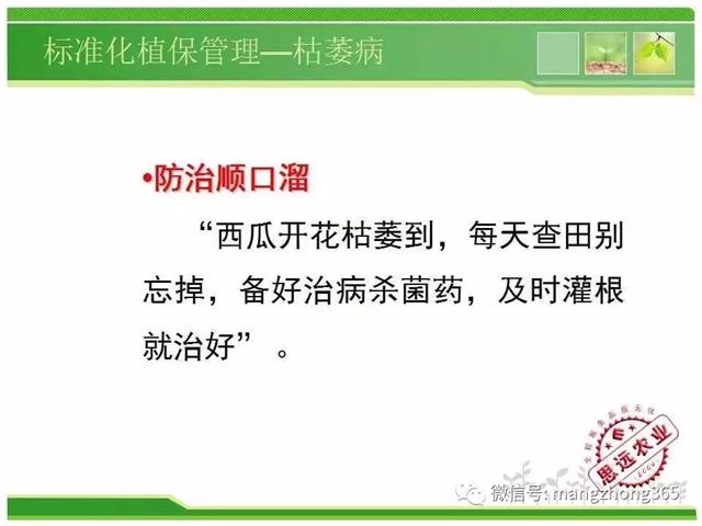 超详细西瓜标准化栽培技术(现在最新西瓜种植技术)