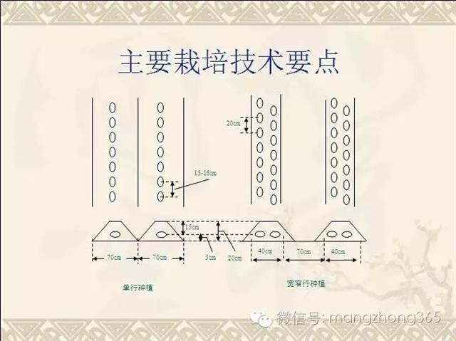 马铃薯高产高效栽培技术