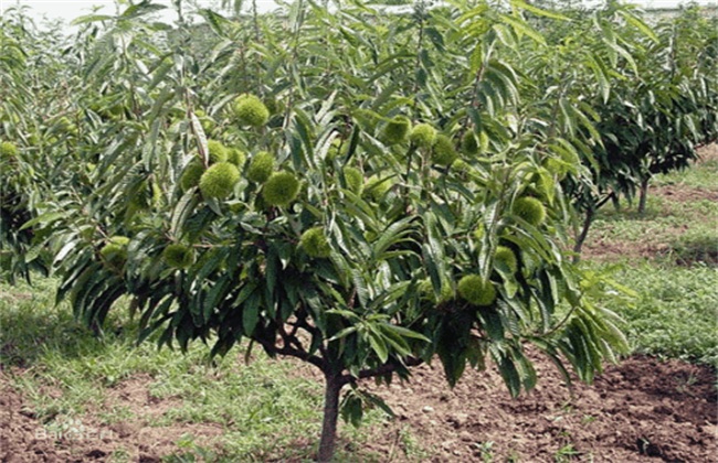 板栗树该怎么种植才好(板栗树种植几年结果子)