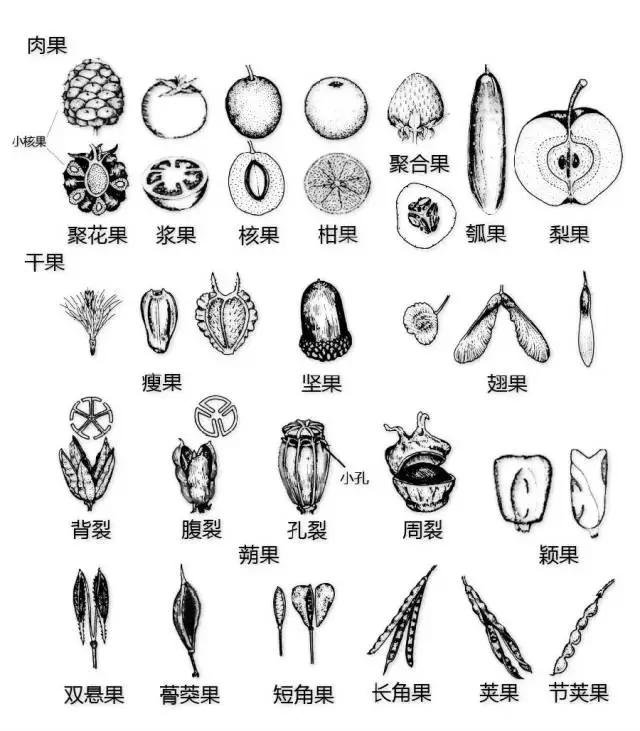 最全植物形态图解(植物形态特征描述)