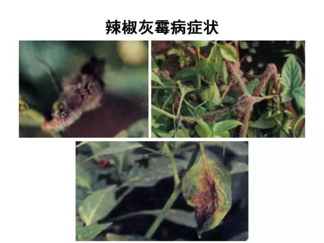 蔬菜病虫害高清图谱(蔬菜病虫害图片)