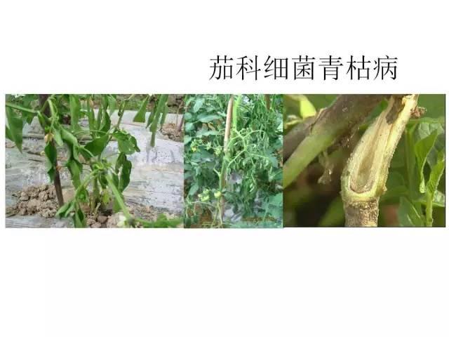 蔬菜病虫害高清图谱(蔬菜病虫害图片)