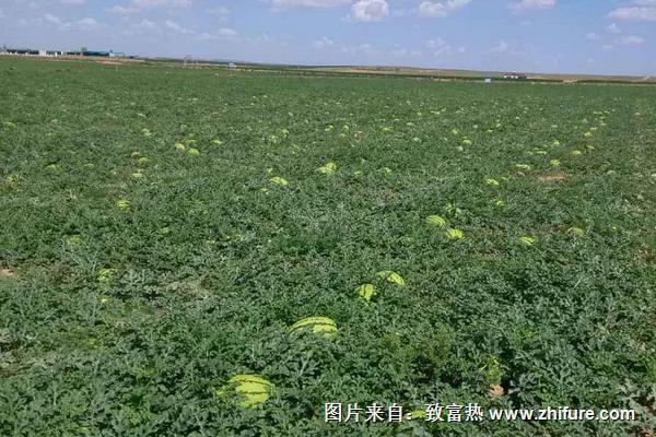 西瓜高产种植技术(黄豆高产种植技术)