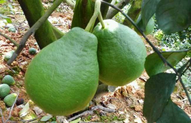 沙田柚的种植条件(容县沙田柚种植基地)