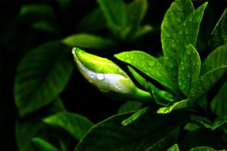 盆栽栀子花一年开几次花(盆栽栀子花一年开几次)