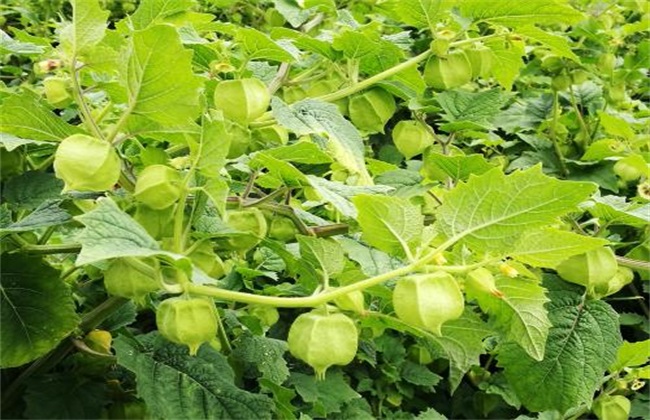 大棚菇娘种植技术(大棚菇娘种植技术和管理)