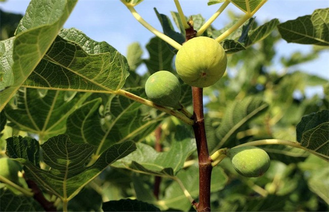 无花果栽培技术方法技巧(无花果的种植技术与栽培技术视频)