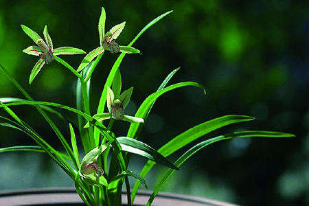 兰花怎么种植才能开花(兰花怎样种植开什么样的花)