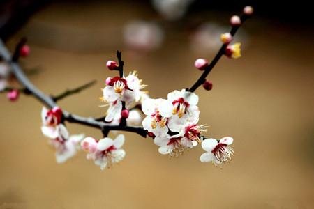 梅花春天怎么种植(梅花春天怎么施肥)