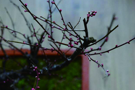 梅花春天怎么种植(梅花春天怎么施肥)