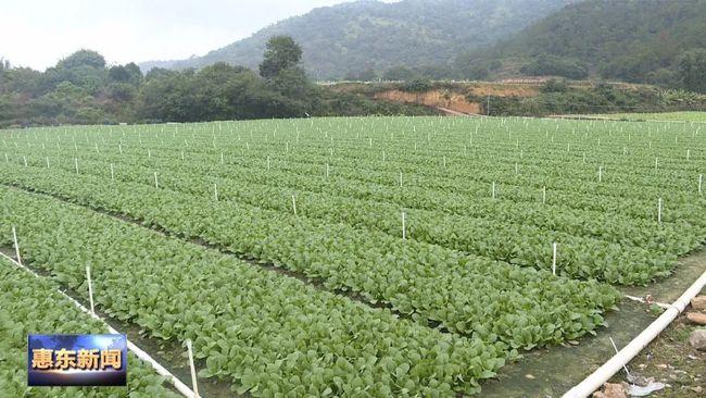 阳江市蔬菜种植基地