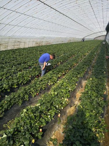 王大爷家有3个种植草莓的大棚