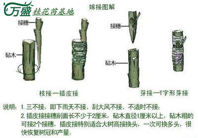 桂花的嫁接方法图片