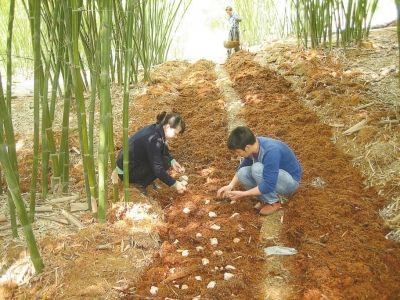 竹林如何种植竹荪