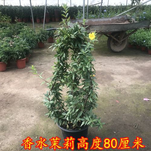 香水茉莉怎么栽