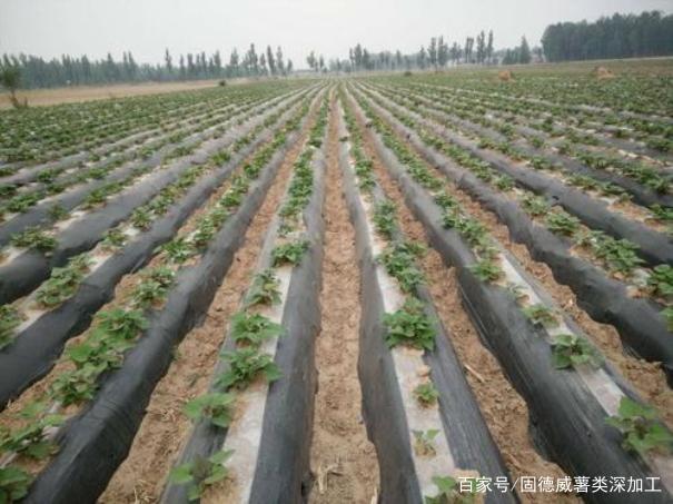 覆膜红薯种植技术和管理