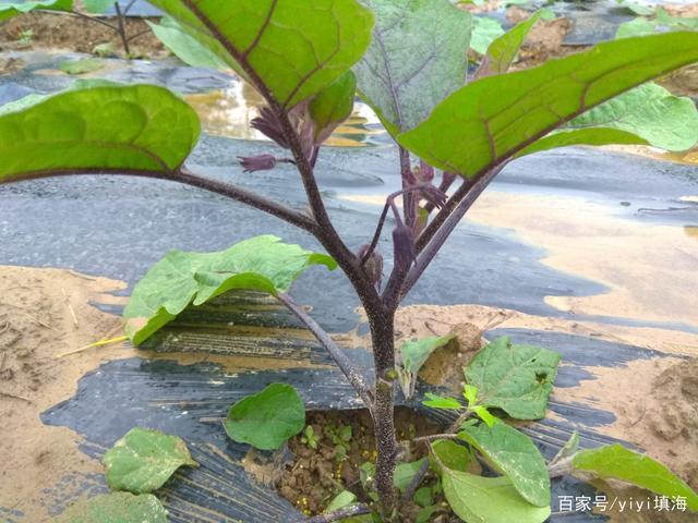 茄子挂果期田间管理