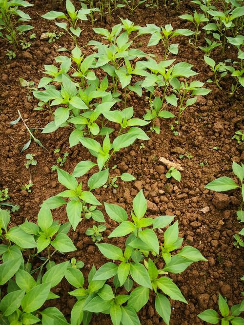 叶用辣椒种植技术