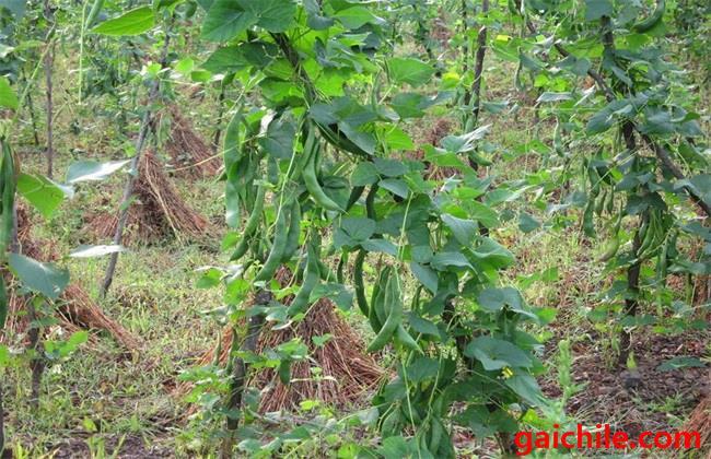 四季豆种植技术与管理