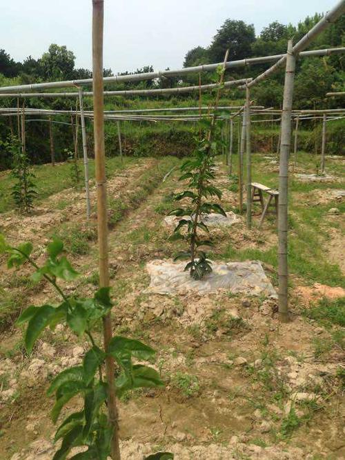 百香果栽培种植技术