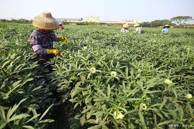 秋葵种植技术及亩产效益