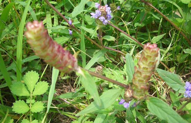 夏枯草种植技术视频