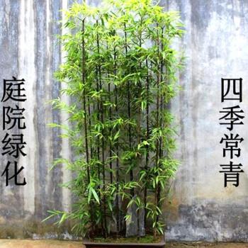 青竹种植技术