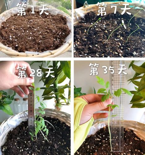 为什么想种植向日葵