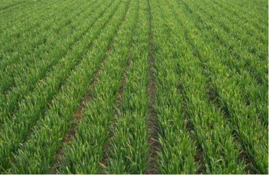 小麦最新高产种植技术