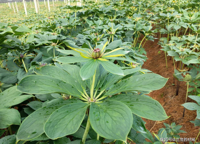 四川重楼种植技术(四川重楼园林工程股份有限公司)