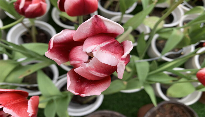 郁金香什么季节开花