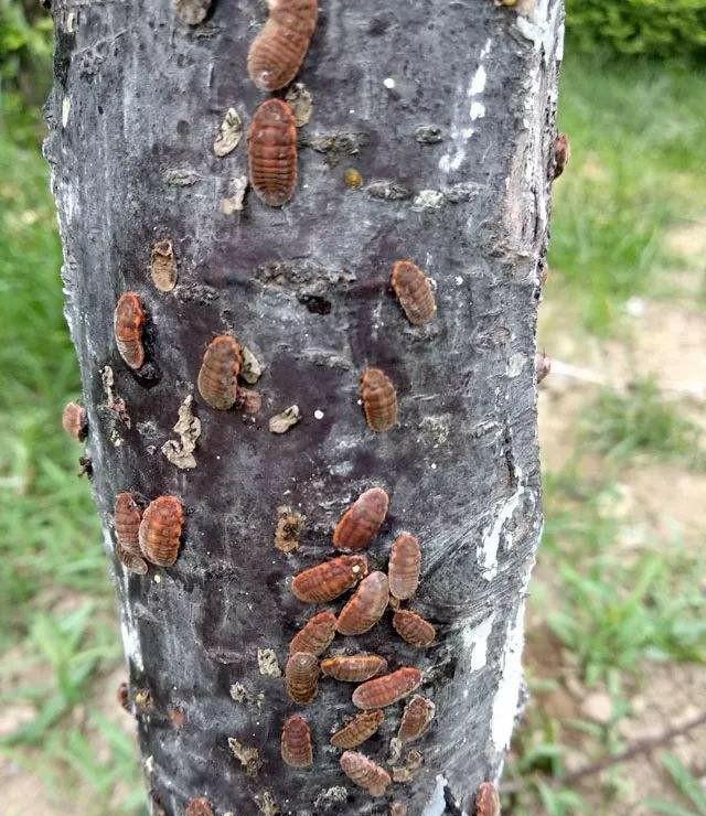 树上面的虫应该怎么治(树上面有虫用什么药治疗)