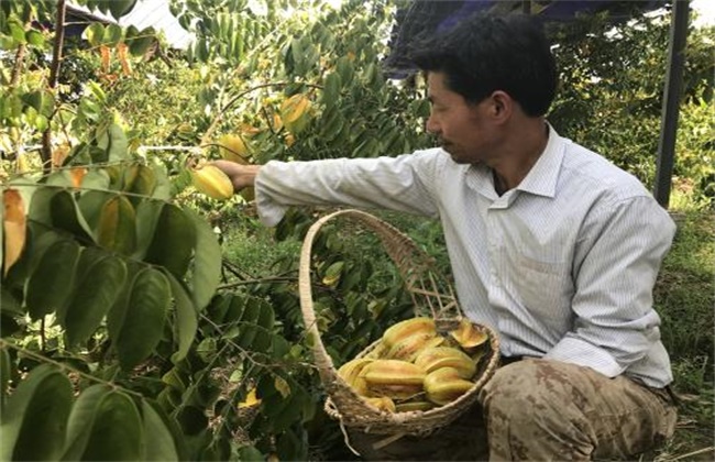 杨桃的种植条件(杨桃的种植技术)