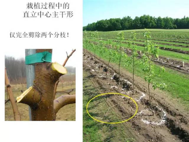 苹果树整形及修剪技术(苹果树修剪技术视频整形和修剪)