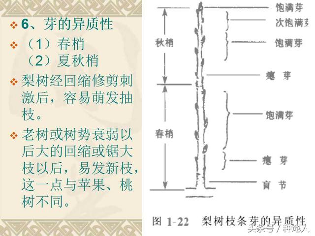 梨树整形修剪技术详解(图文)(梨树修剪方法示意图)