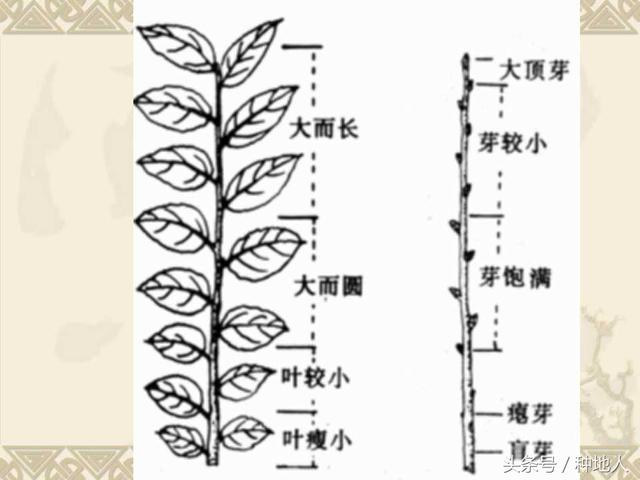 梨树整形修剪技术详解(图文)(梨树修剪方法示意图)